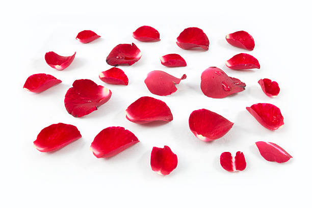 istock Rose petals isolated on white background 519051856