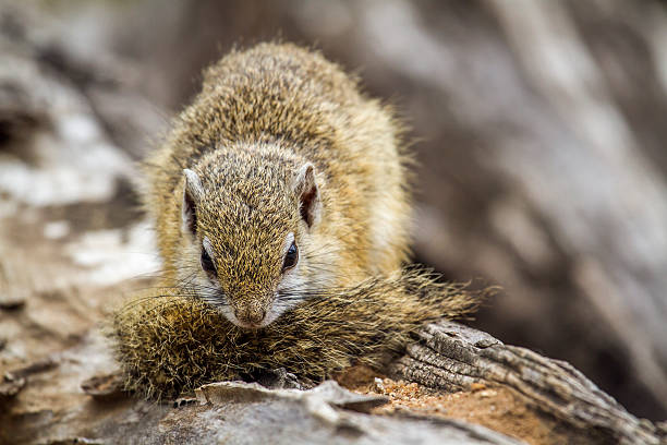 istock Smith's bush squirrel in Kruger National park, South Africa 519052298