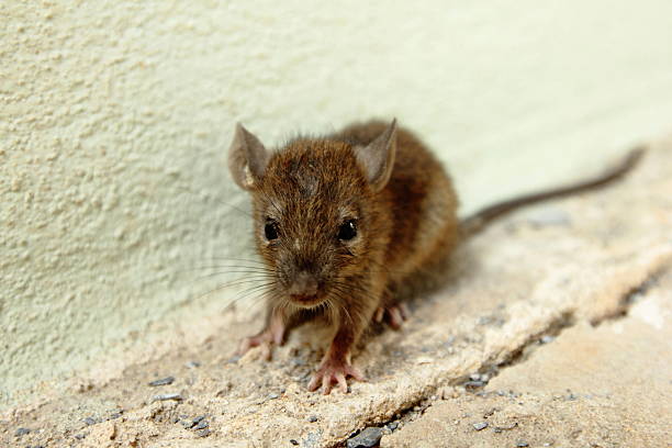 istock Rat in the house 519052390
