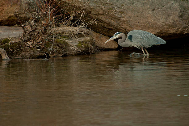 Great Blue Heron Hunting stock photo