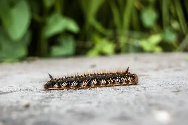 Photo of Creepy Crawly Caterpillar