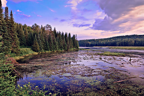 istock Canada Nature Scene, Lakeside, Forest, Sky and Clouds 519053463