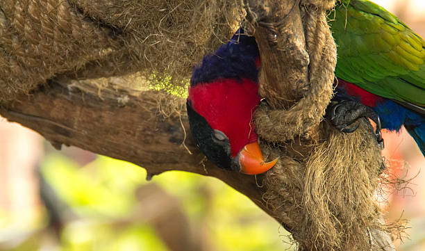 istock the bird sleeping on the branch 519053701