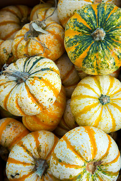 pumpkins and gourds fresh picked from the farm