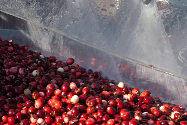 Cranberries being washed and sorted stock photo