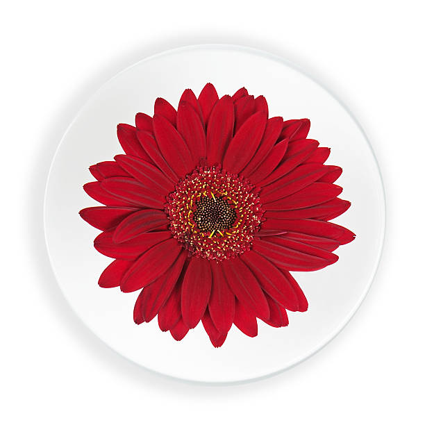 istock Red Gerbera Flower on Plate Isolated on White Background. 519077925