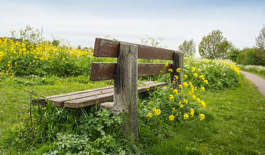 Weathered wooden bench surrounded by yellow blooming Wild Mustard and other weeds.