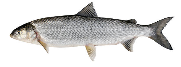 whitefish (coregonus lavaretus) - pez magro fotos fotografías e imágenes de stock