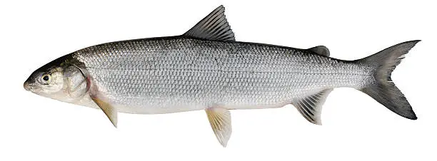 Whitefish ( Coregonus lavaretus ). Siberian subspecies. Adult female. Isolated on white