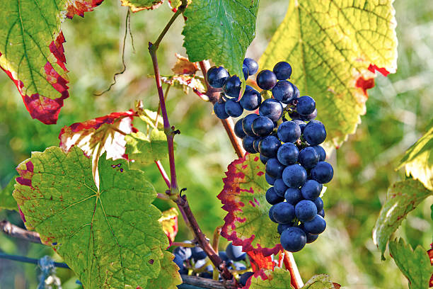 Grapes of Pinot Noir ready for harvest stock photo