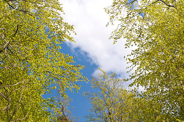 istock Detail of a Forest 519078684