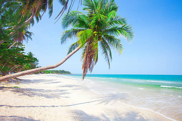 istock tropical beach with coconut palm 519078900