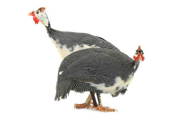 istock Guinea fowl 519079168
