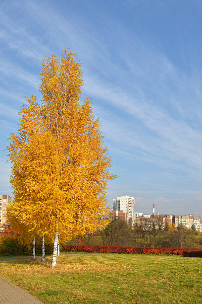 istock Autumn in Moscow park 519079803