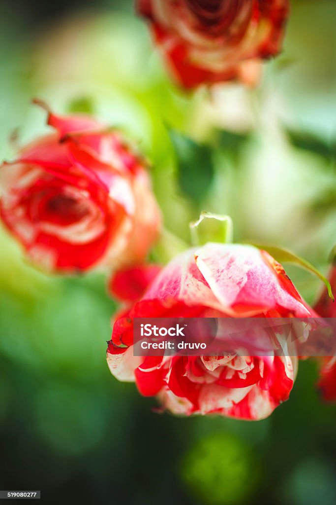 Roses Blossom Stock Photo