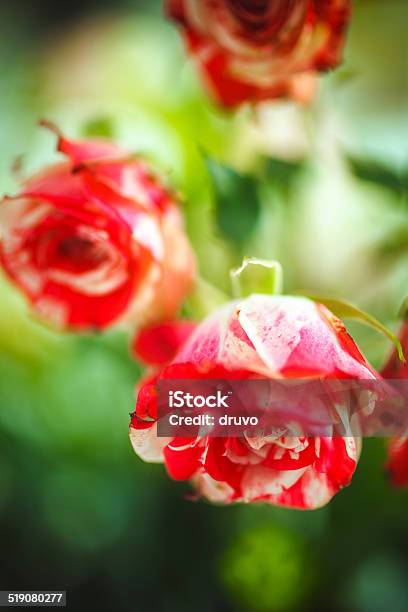 Roses Stock Photo - Download Image Now - Blossom, Bouquet, Bright