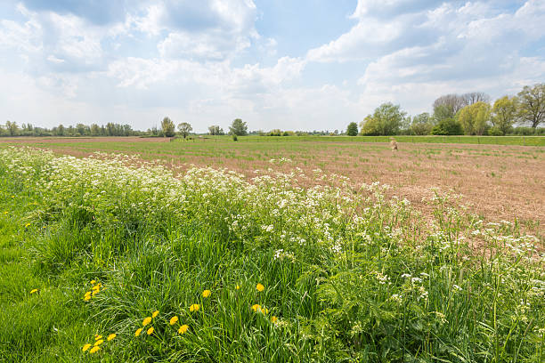 istock Picturesque Dutch landscape in springtime 519080317