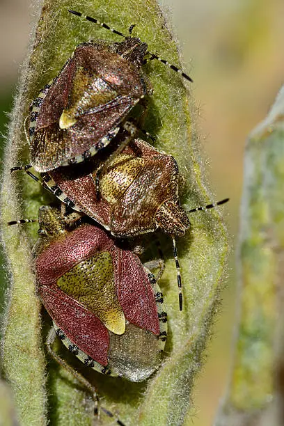 A group of true bugs in the family Pentatomidae on great mullein (Verbascum thapsus) leaf