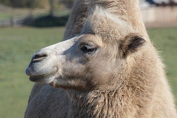 istock the head of a camel looking to the left 519080438