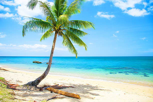 istock tropical beach with coconut palm 519081384