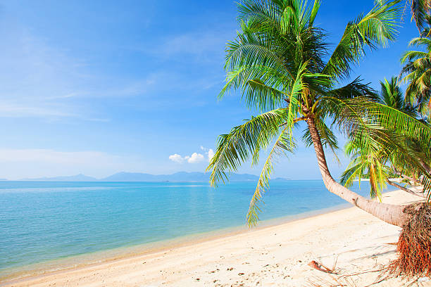 istock tropical beach with coconut palm 519081438