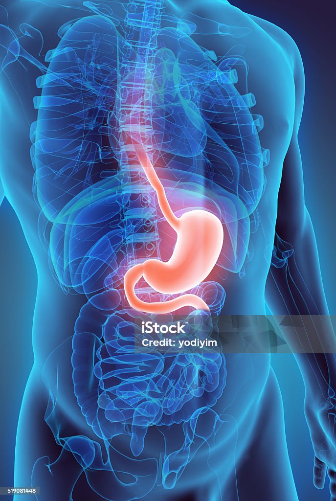 3D illustration of Stomach. 3D illustration of Stomach, Part of Digestive System. Stomach Stock Photo