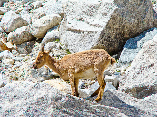 istock wild goat in Caucasian mountains 519082148
