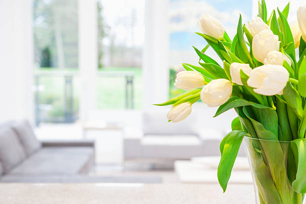 White tulips in vase White tulips in vase white tulips stock pictures, royalty-free photos & images
