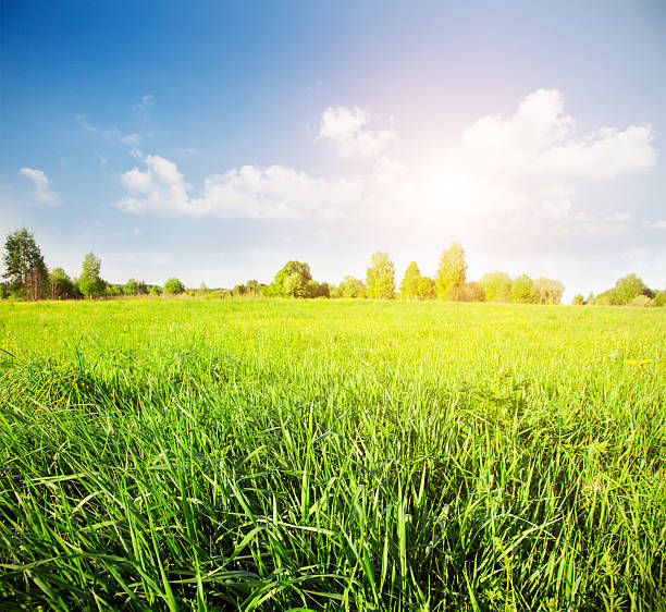 istock green field and beautiful sunset 519082774