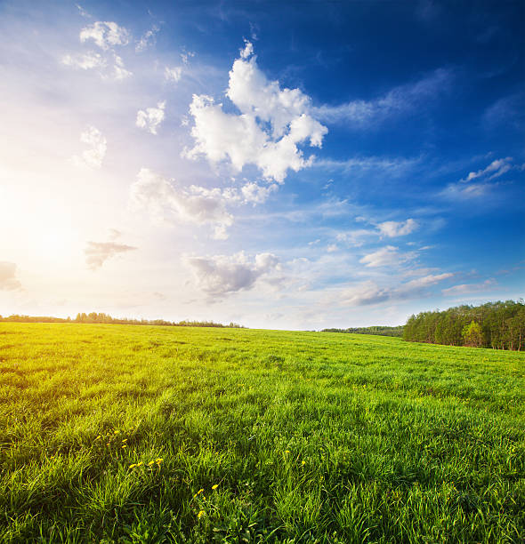 istock green field and beautiful sunset 519083046