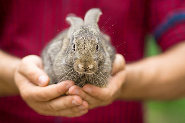 istock Rabbit. Animals and people 519086348