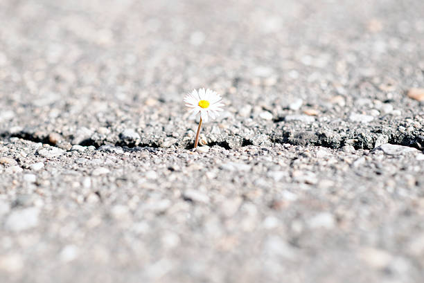istock life in extreme conditions-daisy on cracked ground 519087432