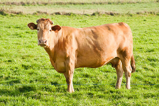 istock Beautiful cow on green meadow. 519087830
