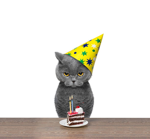 British cat celebrating birthday with piece of cake stock photo
