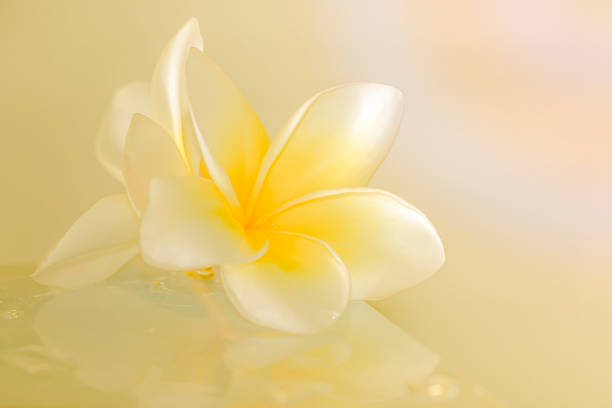 istock frangipani flower on grey background , vintage 519088142