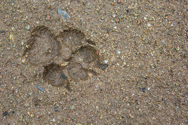 istock Dogs single paw footprint 519089503