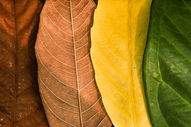 foglia colorata di stagione - quattro stagioni foto e immagini stock