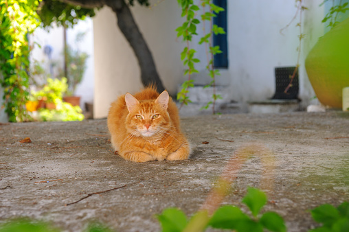 Beautiful orange cat lying down in the patio of a house