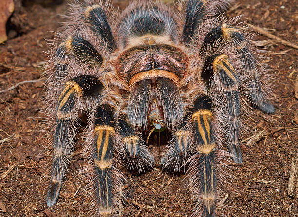 istock Brown spider tarantula Grammostola pulchripes are eating macro 519090363