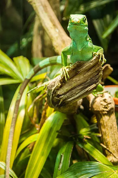 Photo of Green lizard