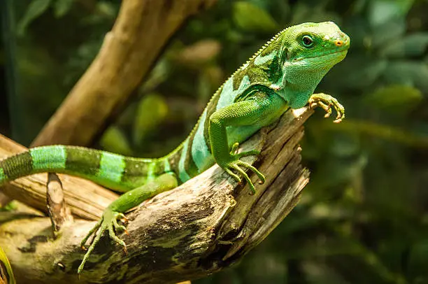 Photo of Green lizard