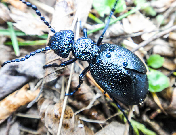 istock Beetle on the ground in the forest 519091490