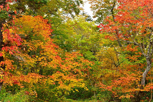 istock Autumn Colors in Ozegahara (Oze Marshhland), Japan 519091803
