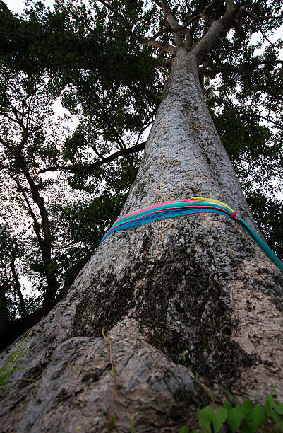 istock Walk in the woods, below a huge leafy tree 519091837