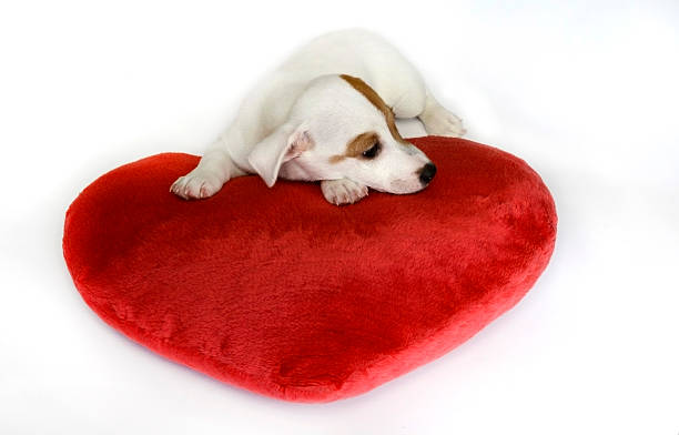 istock cute dog with red valentine heart 519092181
