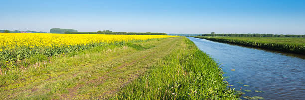 istock Flowering rapeseed in the spring season 519092207