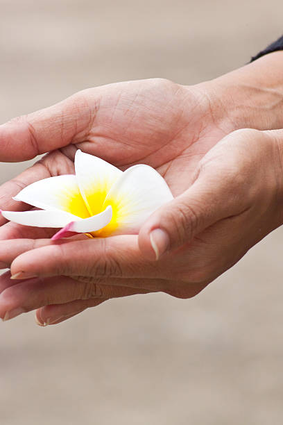 istock plumeria flowers 519092763