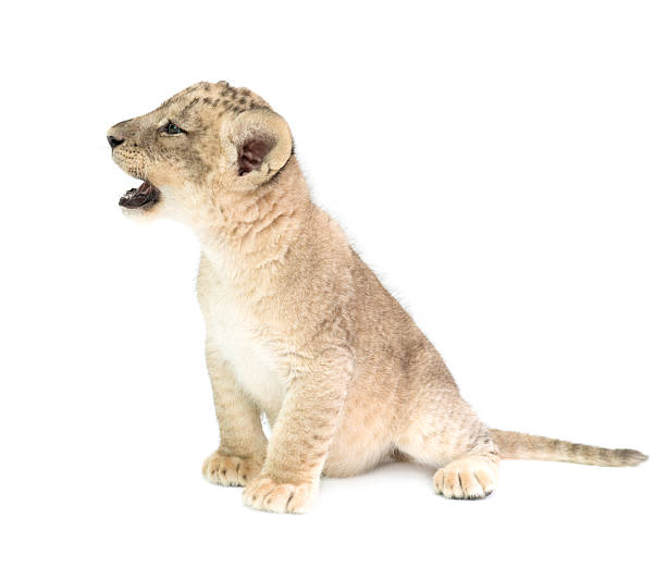 istock baby lion isolated on white background 519093164