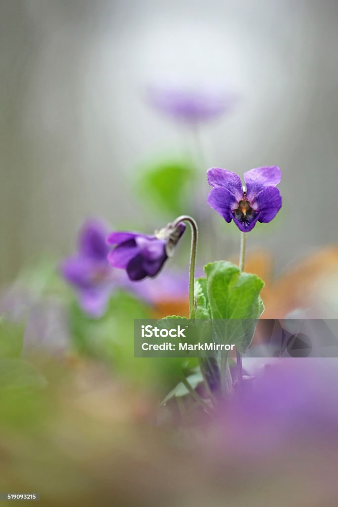 Viola odorata - Sweet Violet, English Violet, Common Violet, or Garden Violet Biology Stock Photo