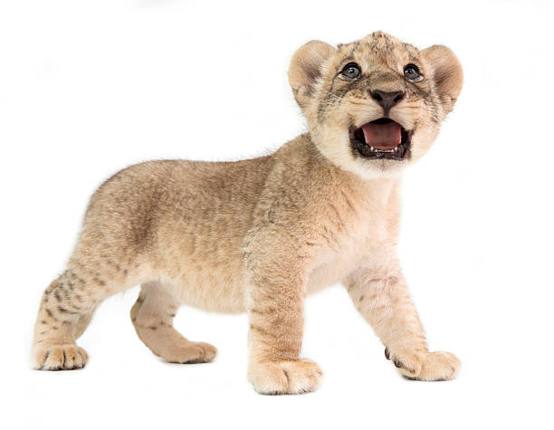 istock baby lion isolated on white background 519093316